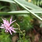 Crupina vulgaris Flower