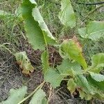 Rumex confertus Leaf