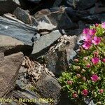 Androsace ciliata Natur