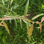 Salix eriocephala Leaf