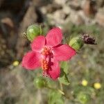 Hibiscus aponeurus Kvet