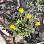 Ranunculus fascicularis Květ