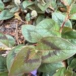 Persicaria capitata Leaf