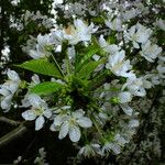 Prunus avium Blüte
