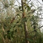 Tapinanthus globiferus Natur