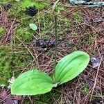 Cypripedium acaule Leaf