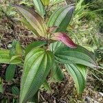 Oxyspora paniculata Blatt