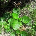 Geum montanumFolha