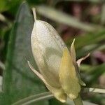 Viola pumila Fruit