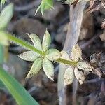 Sherardia arvensis ഇല