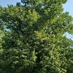 Tilia americana Хабит