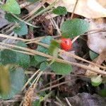 Mitchella repens Fruit