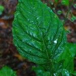 Circaea lutetiana Blatt