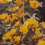 Cytisus lanigerus Žiedas