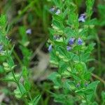 Scutellaria parvula Habit