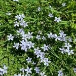 Lobelia pedunculata Flower