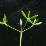 Chaerophyllum villosum Habit