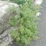 Conium maculatum Leaf
