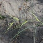 Spinifex longifolius List