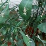 Ruscus hypophyllum Kvet