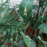 Ruscus hypophyllum Flower