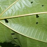 Urera fenestrata Yaprak