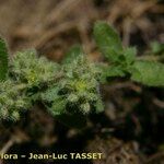 Herniaria latifolia Цвят