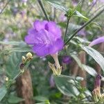 Strobilanthes attenuata Flower