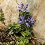 Veronica nummularia Autre