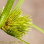 Carex bohemica Інше