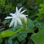 Jasminum multiflorum Flower