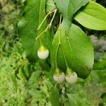 Styrax japonicusFrukt