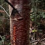 Betula pubescensപുറംതൊലി