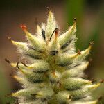 Salix petrophila Flower