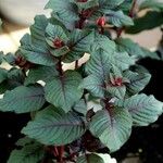 Fuchsia triphylla Leaf