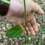 Smilax rotundifoliaFeuille