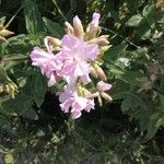 Saponaria caespitosa Fiore