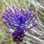 Muscari comosum Flower