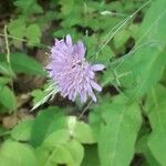 Knautia dipsacifolia Flower