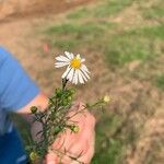 Symphyotrichum pilosum 花