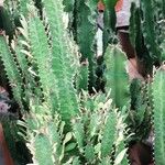 Euphorbia trigona Fulla