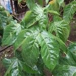 Gossypium barbadense 葉