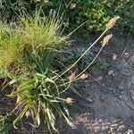 Plantago atrata Habitus