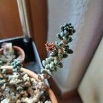 Sedum furfuraceum Blatt