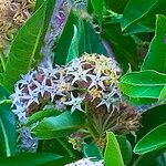 Asclepias speciosa Flor