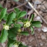 Acanthospermum australe Blüte