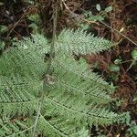 Asplenium hypomelas Blad