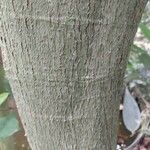 Ficus cyathistipula Bark