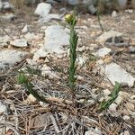 Linum strictum Hábito