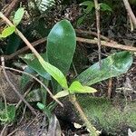 Antrophyum boryanum Hoja